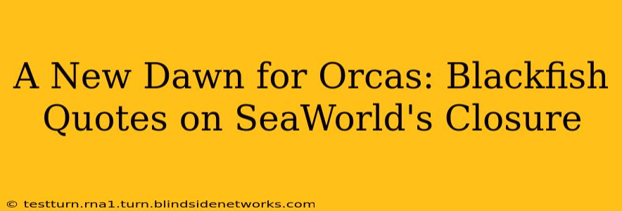 A New Dawn for Orcas: Blackfish Quotes on SeaWorld's Closure