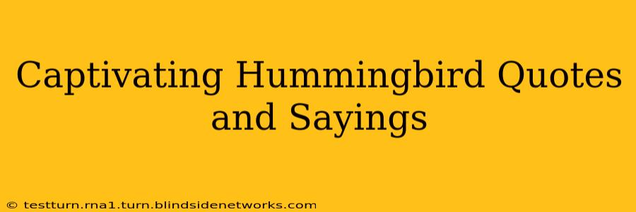 Captivating Hummingbird Quotes and Sayings