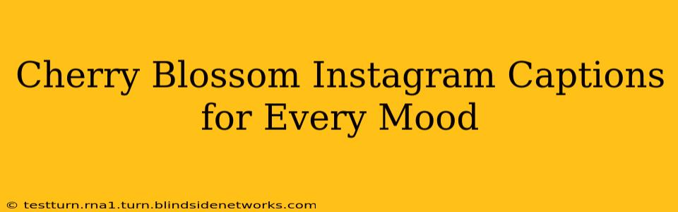 Cherry Blossom Instagram Captions for Every Mood