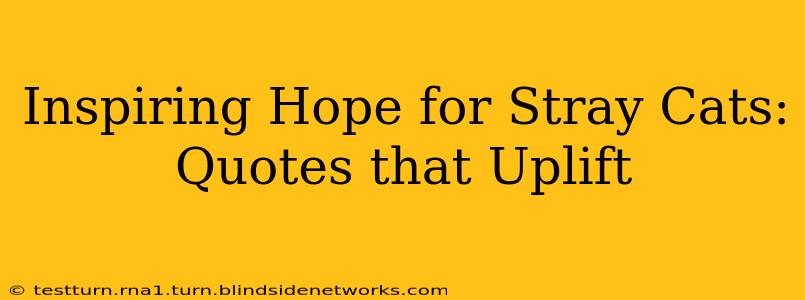 Inspiring Hope for Stray Cats: Quotes that Uplift