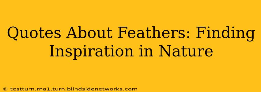 Quotes About Feathers: Finding Inspiration in Nature