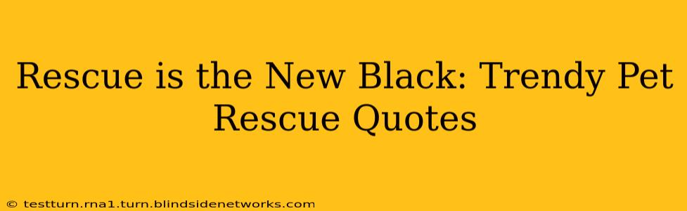 Rescue is the New Black: Trendy Pet Rescue Quotes