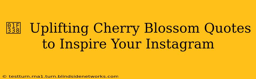 🌸  Uplifting Cherry Blossom Quotes to Inspire Your Instagram